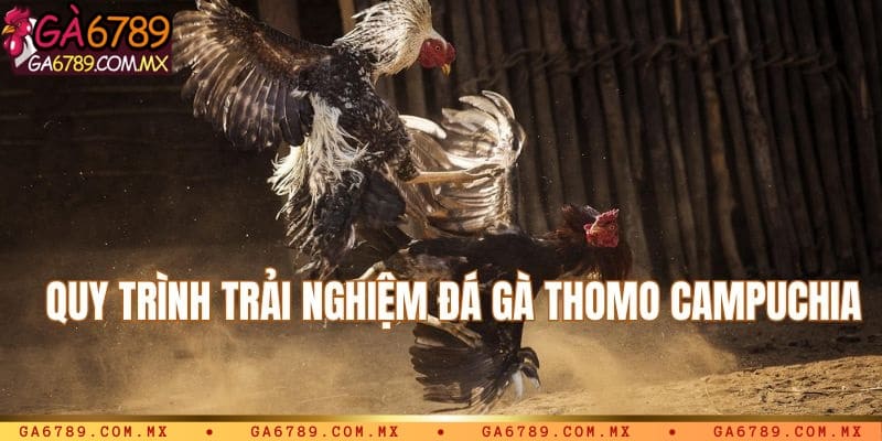 Chỉ dẫn trải nghiệm đá gà Thomo Campuchia tại Ga6789