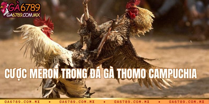 Cược Meron